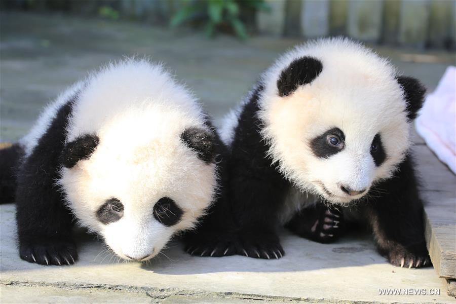 （社会）（3）成都大熊猫双胞胎征名结束：取名“奥林匹亚”和“福娃”
