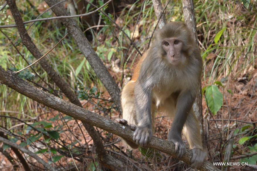 #CHINA-GUIZHOU-MACAQUE (CN)