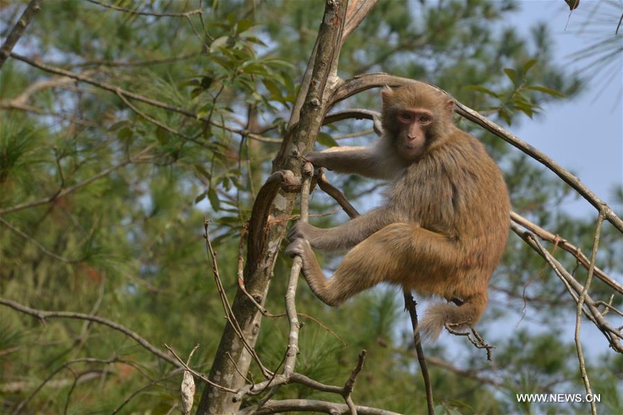 #CHINA-GUIZHOU-MACAQUE (CN)