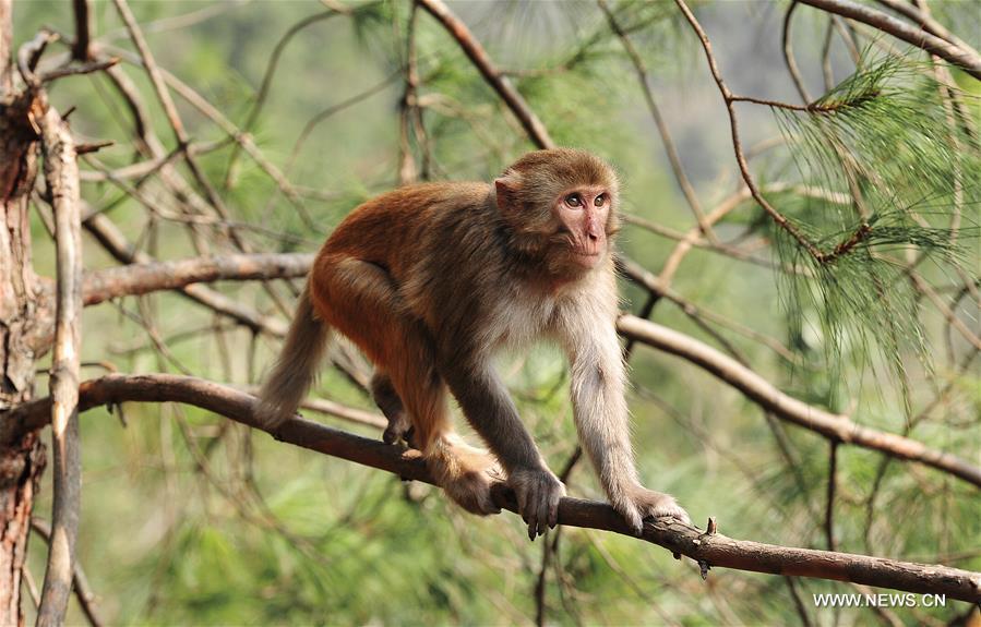 #CHINA-GUIZHOU-MACAQUE (CN)