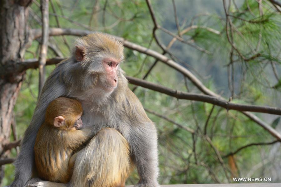 #CHINA-GUIZHOU-MACAQUE (CN)