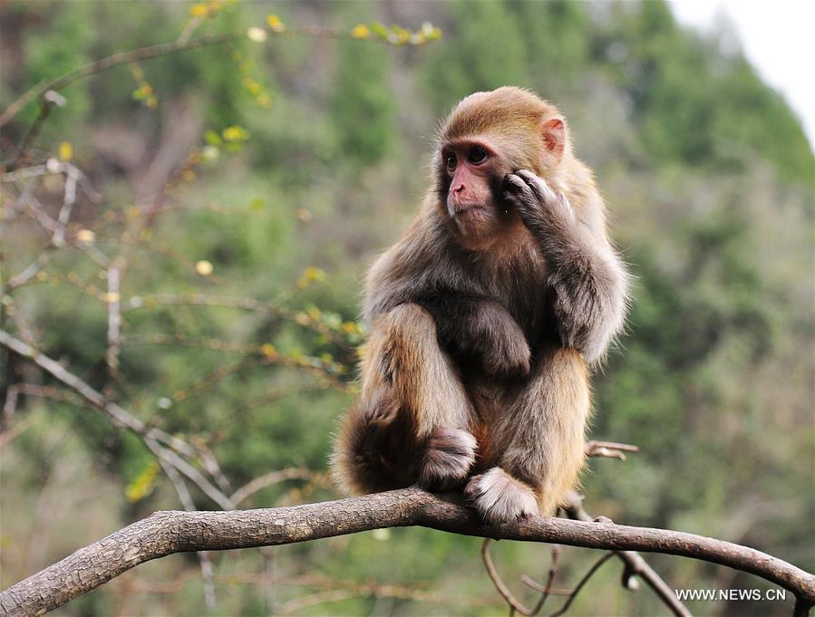 #CHINA-GUIZHOU-MACAQUE (CN)