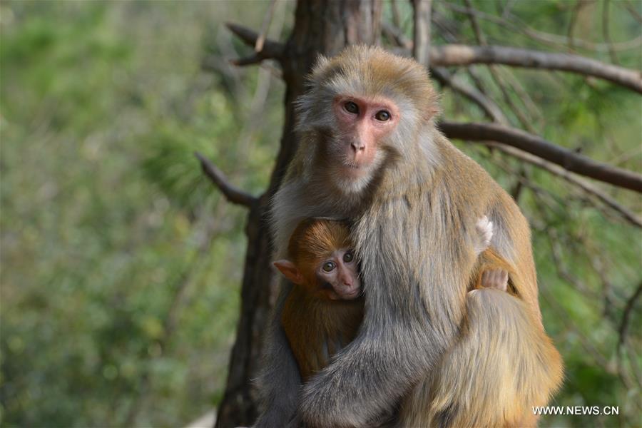 #CHINA-GUIZHOU-MACAQUE (CN)