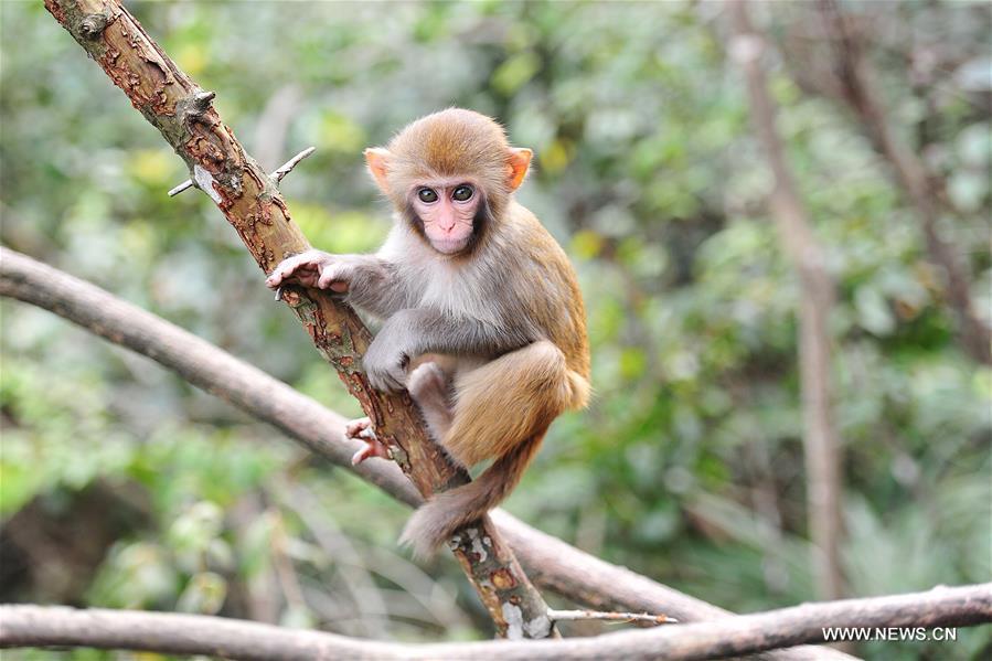 #CHINA-GUIZHOU-MACAQUE (CN)