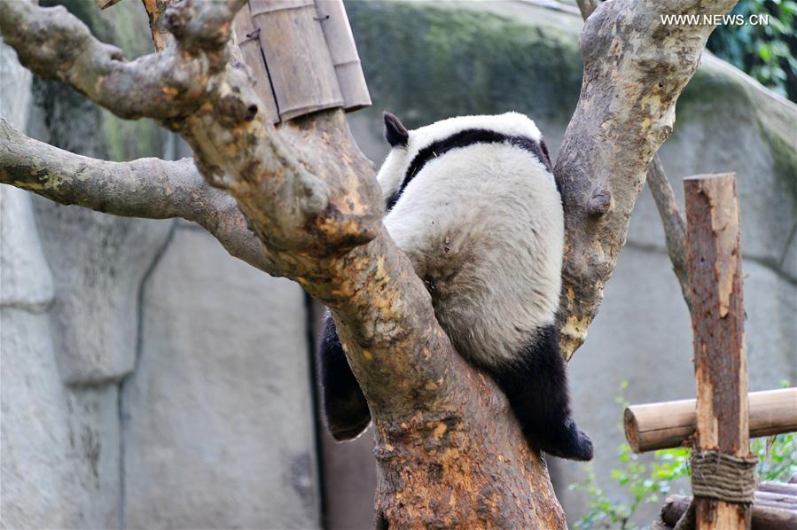 #CHINA-CHENGDU-GIANT PANDA (CN)