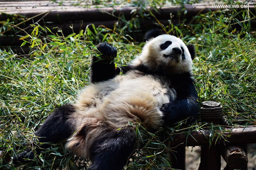 #CHINA-CHENGDU-GIANT PANDA (CN)