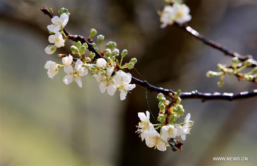 #CHINA-GUANGXI-LIUZHOU-BLOOMING BLOSSOMS (CN)