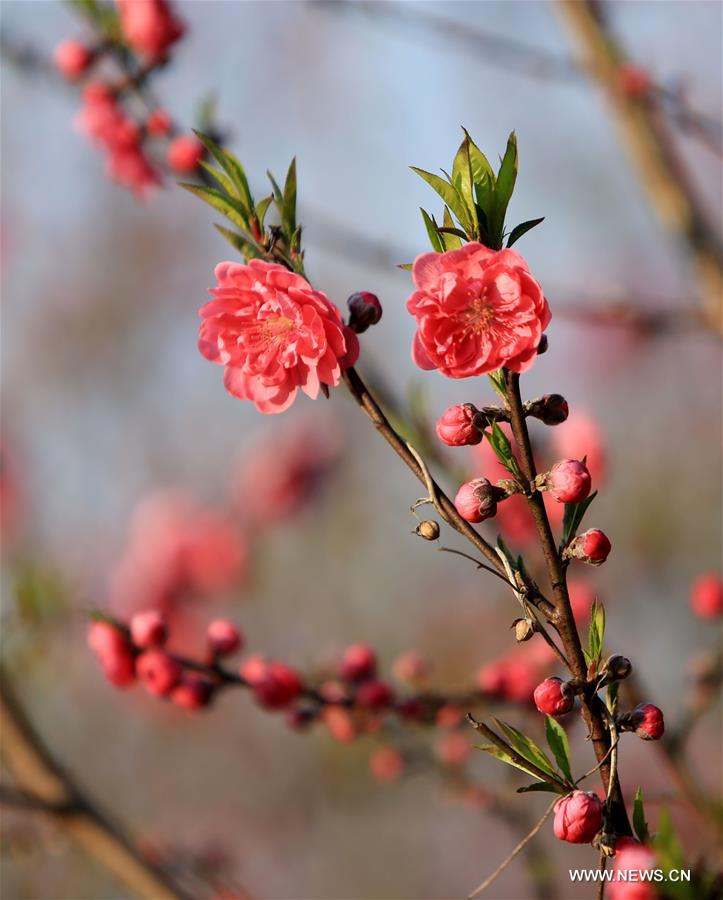 #CHINA-GUANGXI-LIUZHOU-BLOOMING BLOSSOMS (CN)