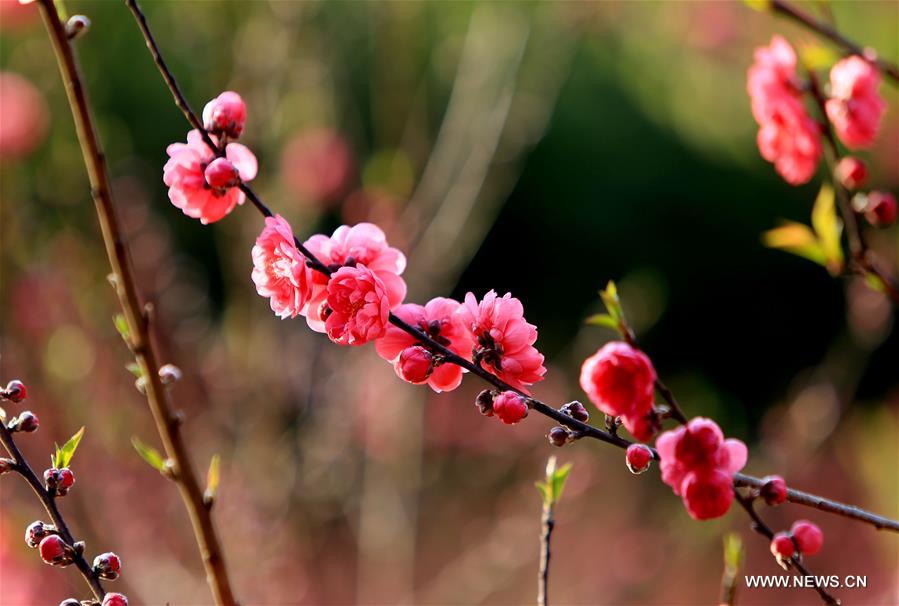 #CHINA-GUANGXI-LIUZHOU-BLOOMING BLOSSOMS (CN)