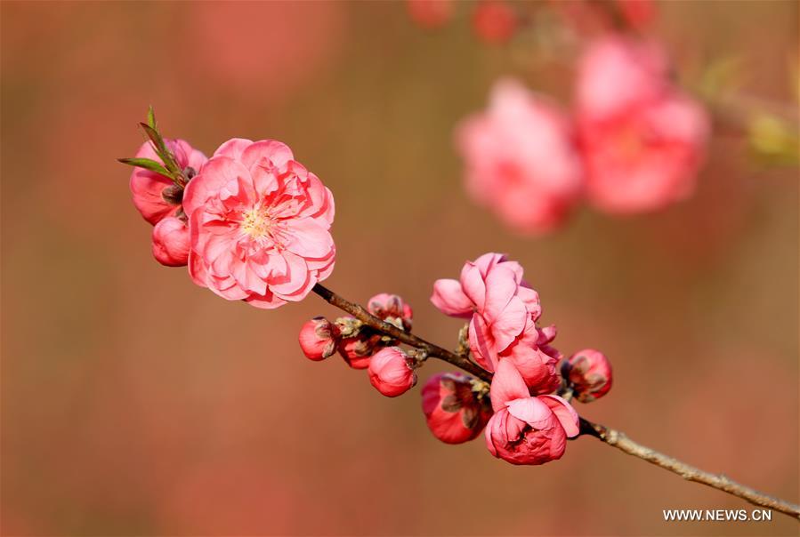 #CHINA-GUANGXI-LIUZHOU-BLOOMING BLOSSOMS (CN)