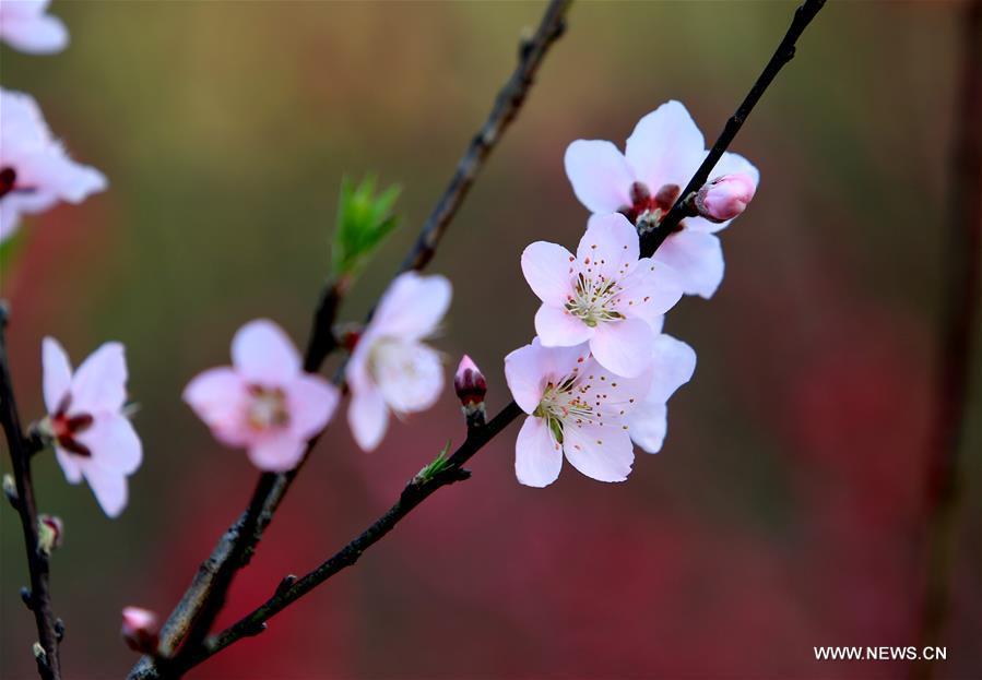 #CHINA-GUANGXI-LIUZHOU-BLOOMING BLOSSOMS (CN)