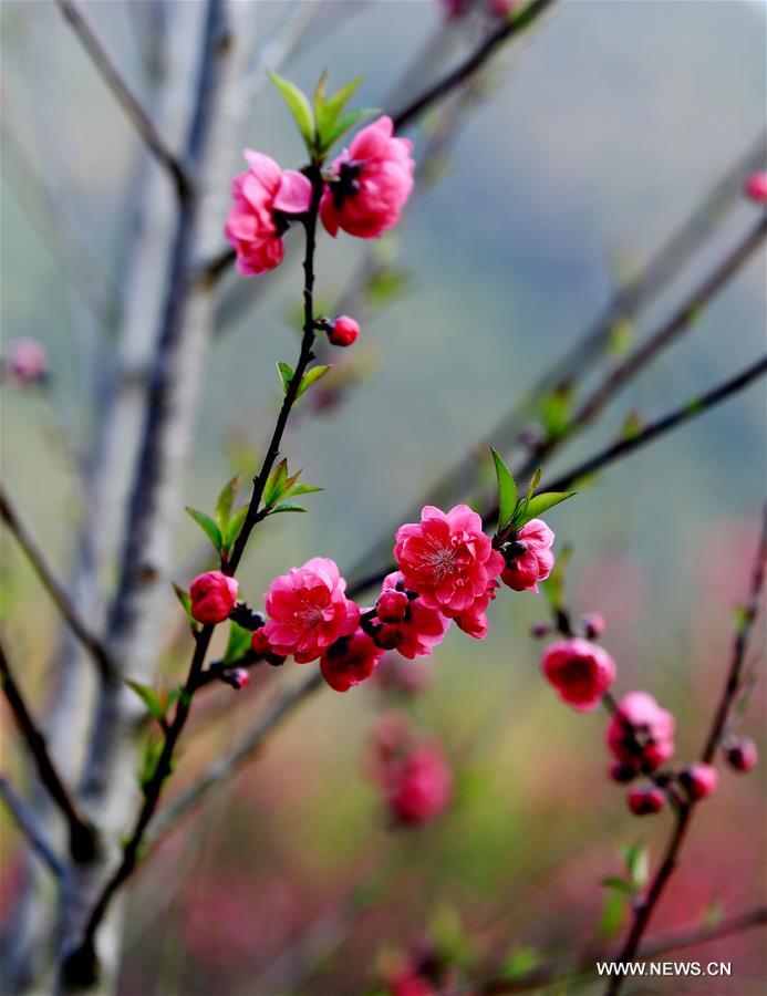 #CHINA-GUANGXI-LIUZHOU-BLOOMING BLOSSOMS (CN)