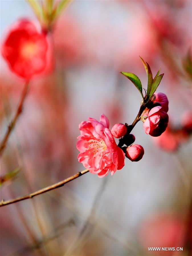 #CHINA-GUANGXI-LIUZHOU-BLOOMING BLOSSOMS (CN)