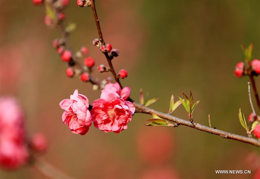 #CHINA-GUANGXI-LIUZHOU-BLOOMING BLOSSOMS (CN)