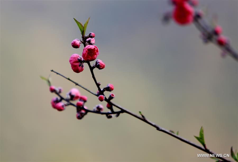 #CHINA-GUANGXI-LIUZHOU-BLOOMING BLOSSOMS (CN)