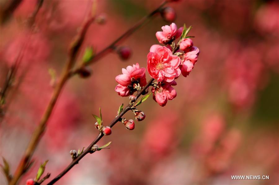 #CHINA-GUANGXI-LIUZHOU-BLOOMING BLOSSOMS (CN)