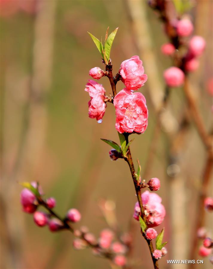 #CHINA-GUANGXI-LIUZHOU-BLOOMING BLOSSOMS (CN)