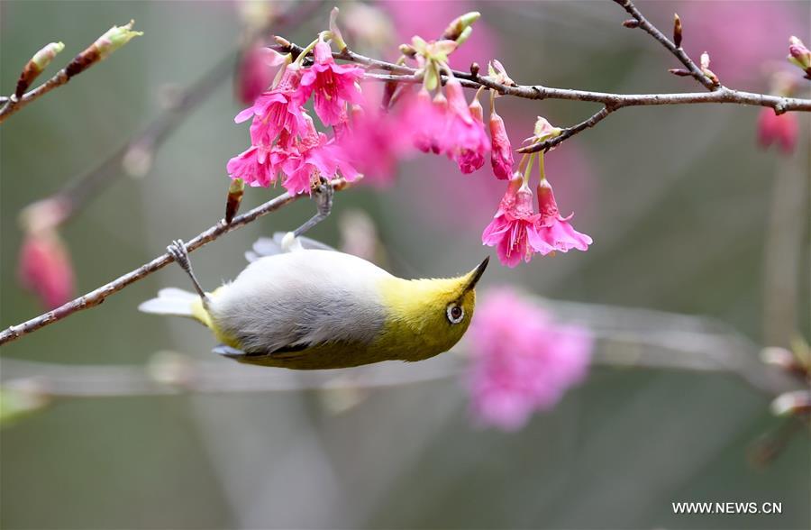 CHINA-FLOWER BLOSSOM-TEMPERATURE RISE (CN) 