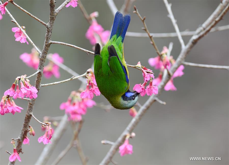 CHINA-FLOWER BLOSSOM-TEMPERATURE RISE (CN) 