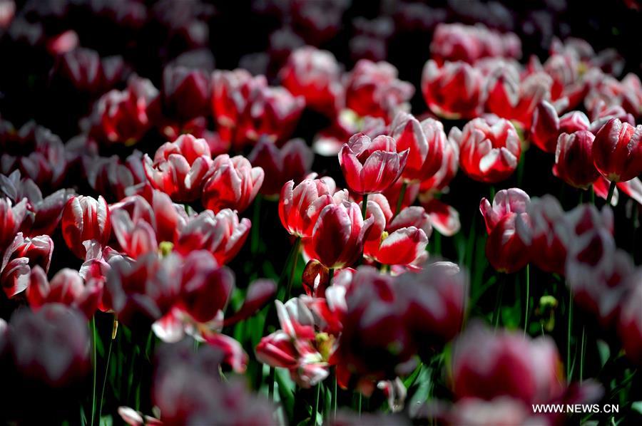 #CHINA-NANNING-TULIP(CN)