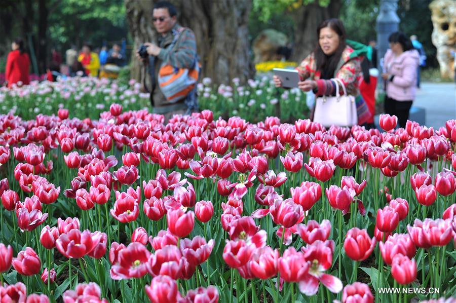 #CHINA-NANNING-TULIP(CN)