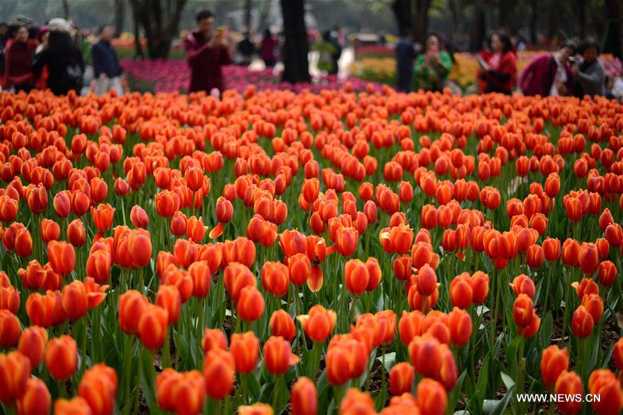 #CHINA-NANNING-TULIP(CN)