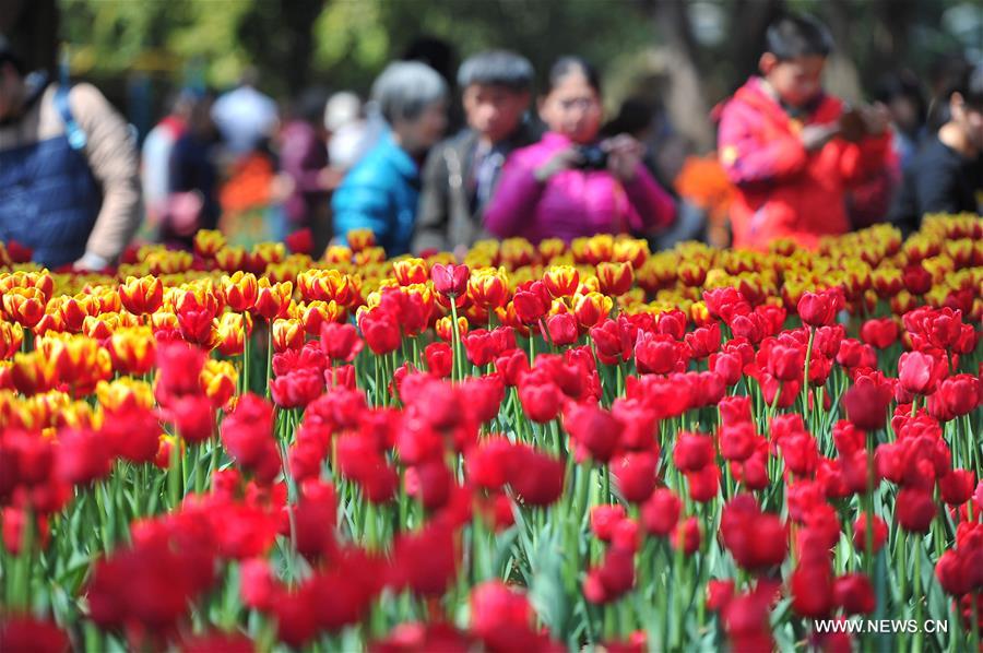 #CHINA-NANNING-TULIP(CN)