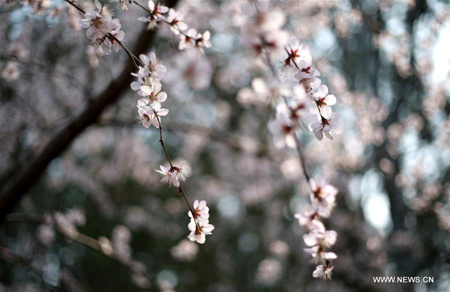 （春季美丽生态）（4）北京：玉渊潭里樱花开