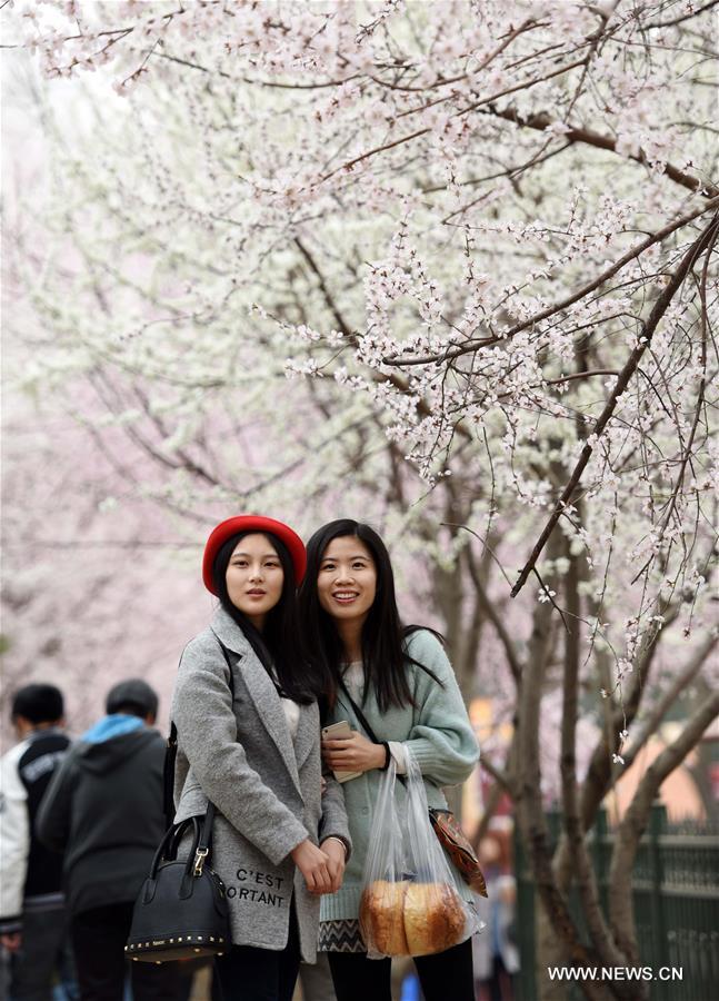 （春季美丽生态）（3）北京玉渊潭：樱花盛开迎春来