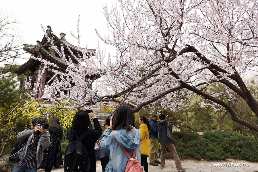 （春季美丽生态）（4）北京玉渊潭：樱花盛开迎春来