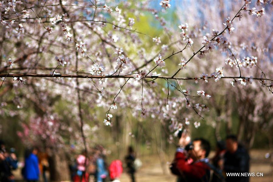 （春季美丽生态）（3）北京：花红杨柳绿 春暖玉渊潭