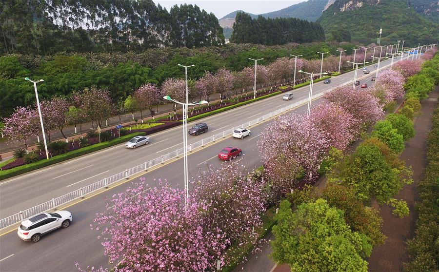 （春季美丽生态）（1）广西柳州：洋紫荆绽放成花海