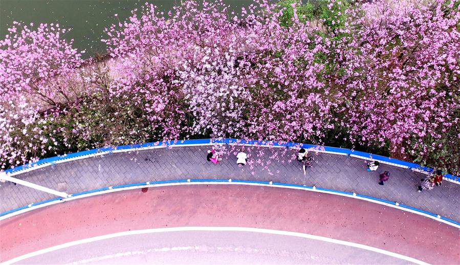 #（春季美丽生态）（1）紫荆花开香柳州