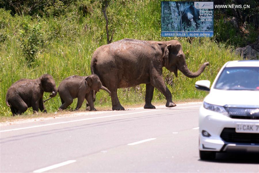 （国际）（1）象群穿过大象通道