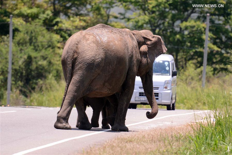 （国际）（2）象群穿过大象通道