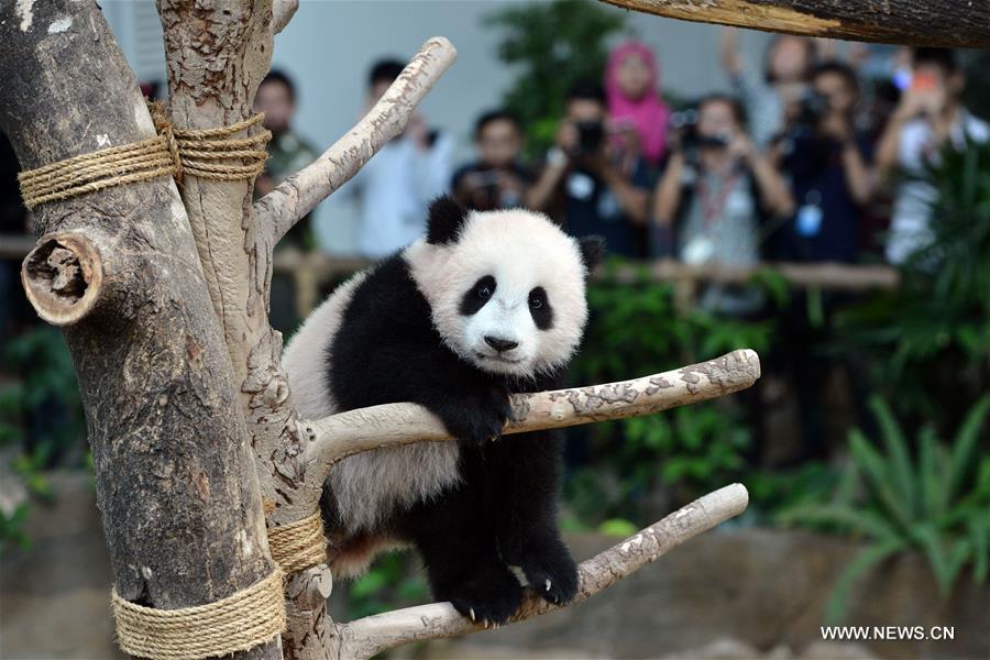 （国际）（1）马来西亚为大熊猫宝宝取名为“暖暖”