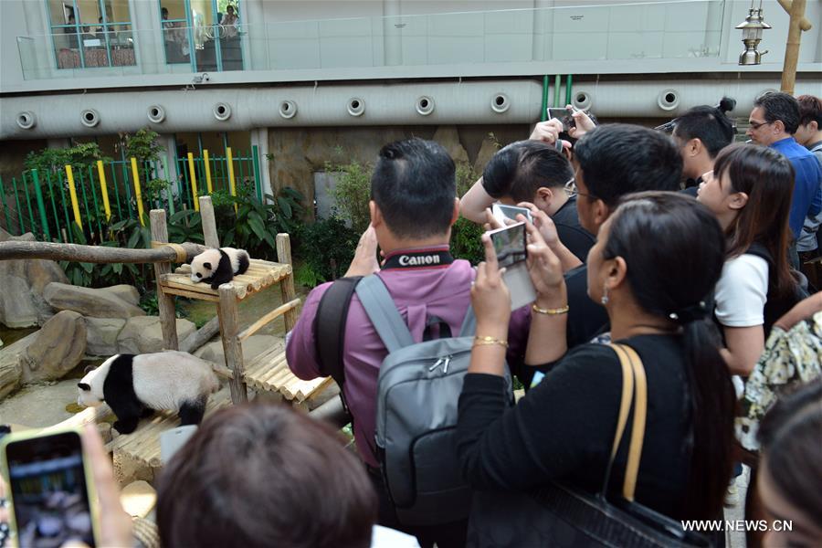 （国际）（5）马来西亚为大熊猫宝宝取名为“暖暖”