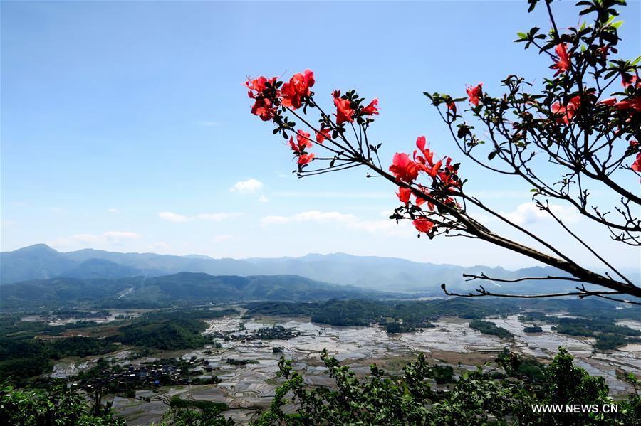 #CHINA-GUANGXI-FARMLAND (CN)