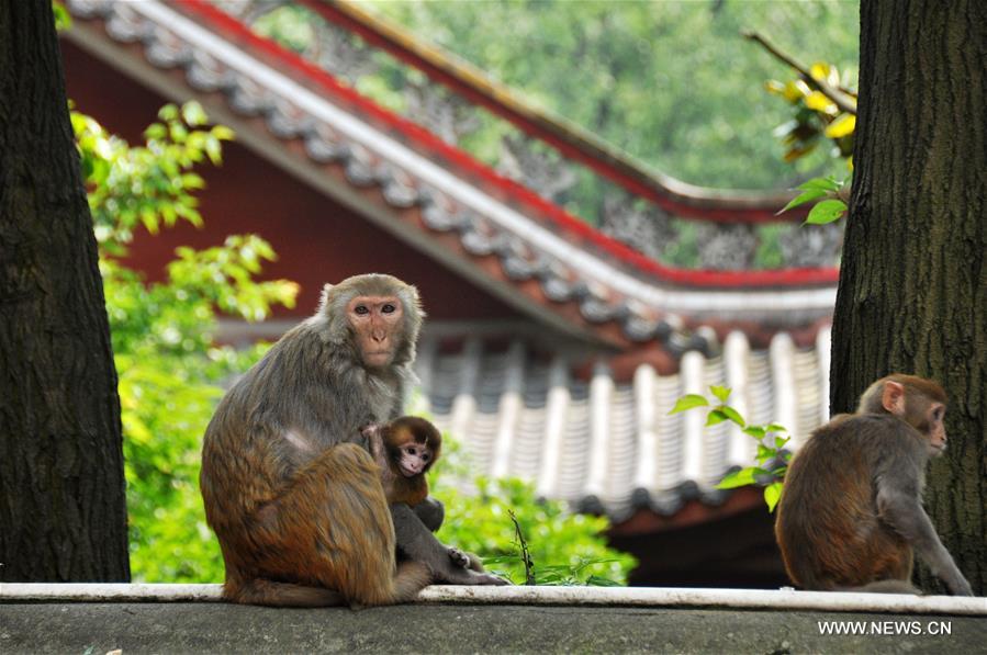 #CHINA-GUIZHOU-GUIYANG-MACAQUES(CN)