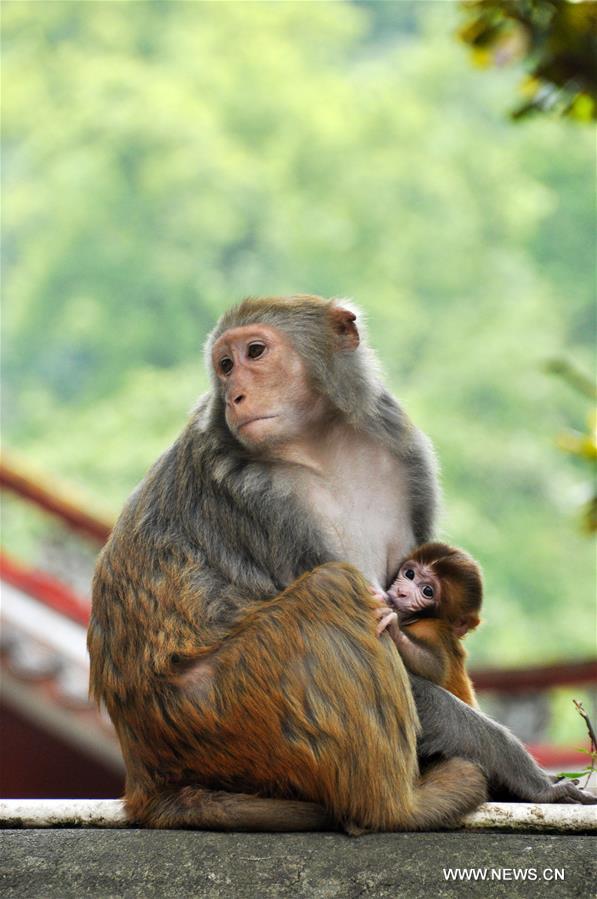 #CHINA-GUIZHOU-GUIYANG-MACAQUES(CN)