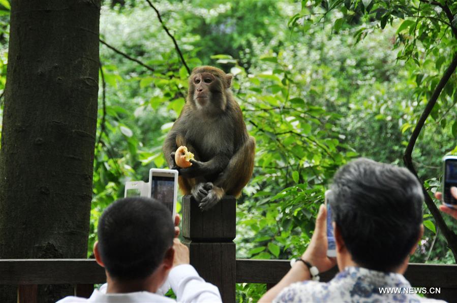 #CHINA-GUIZHOU-GUIYANG-MACAQUES(CN)