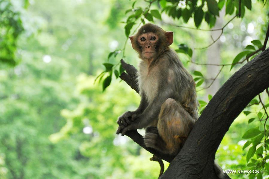 #CHINA-GUIZHOU-GUIYANG-MACAQUES(CN)