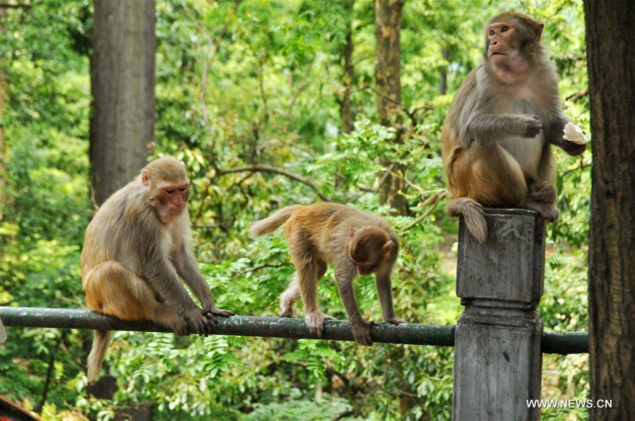 #CHINA-GUIZHOU-GUIYANG-MACAQUES(CN)