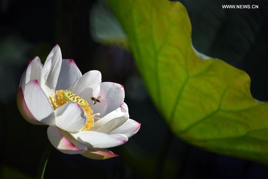 الصورة: زهور اللوتس في تايبي