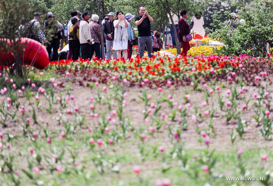 CHINA-HEILONGJIANG-HARBIN-TULIP (CN)