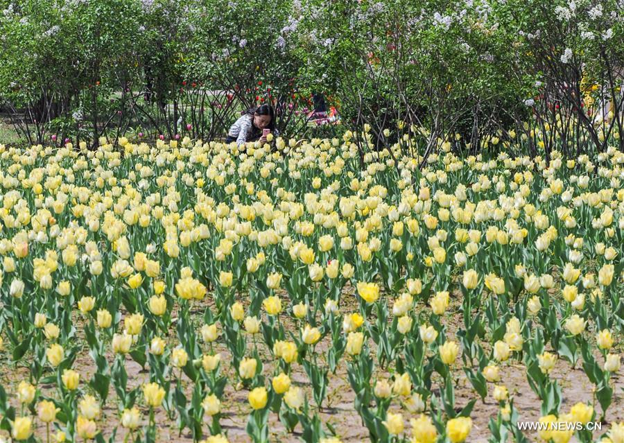 CHINA-HEILONGJIANG-HARBIN-TULIP (CN)