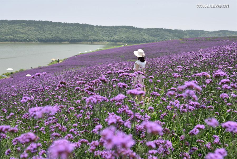 الصورة: بحر الأزهار البنفسجية يجذب الزوار في مقاطعة بوسط الصين