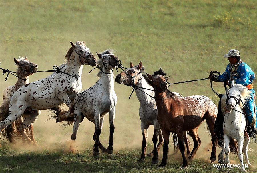  الصورة: مركز الخيول الصيني يستضيف مسابقة تصوير الخيول