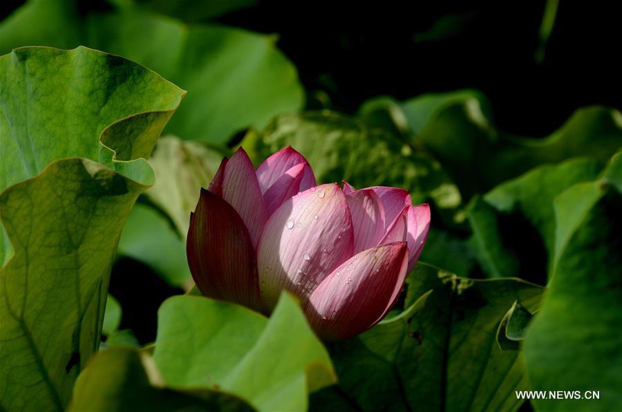 #CHINA-GANSU-JIUQUAN-LOTUS(CN)