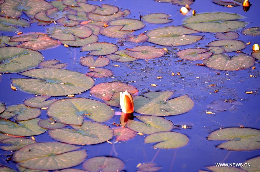 #CHINA-GANSU-JIUQUAN-LOTUS(CN)